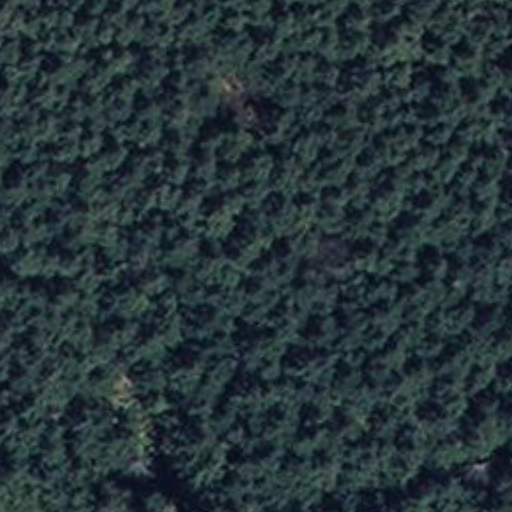 Dense forest canopy in the 2017 query window.